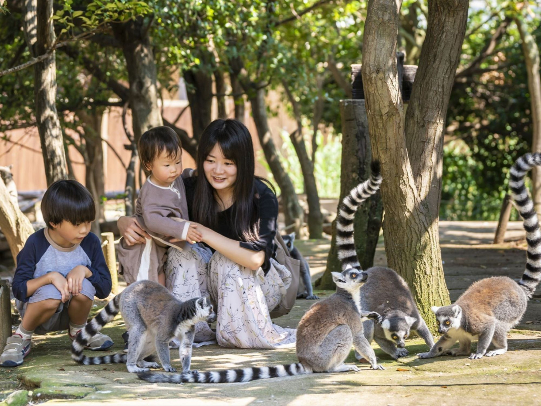 親子がワオキツネザルと戯れている写真