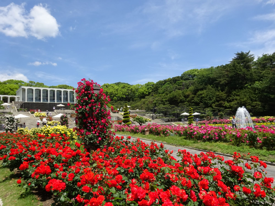 赤や黄色などの様々な色や種類の花が咲き誇っている写真