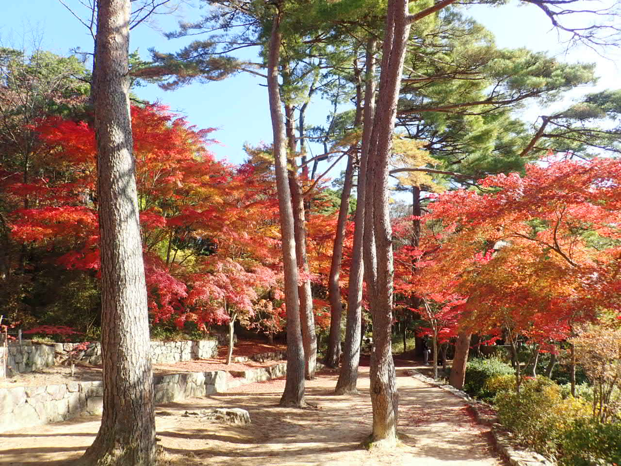 再度公園の画像