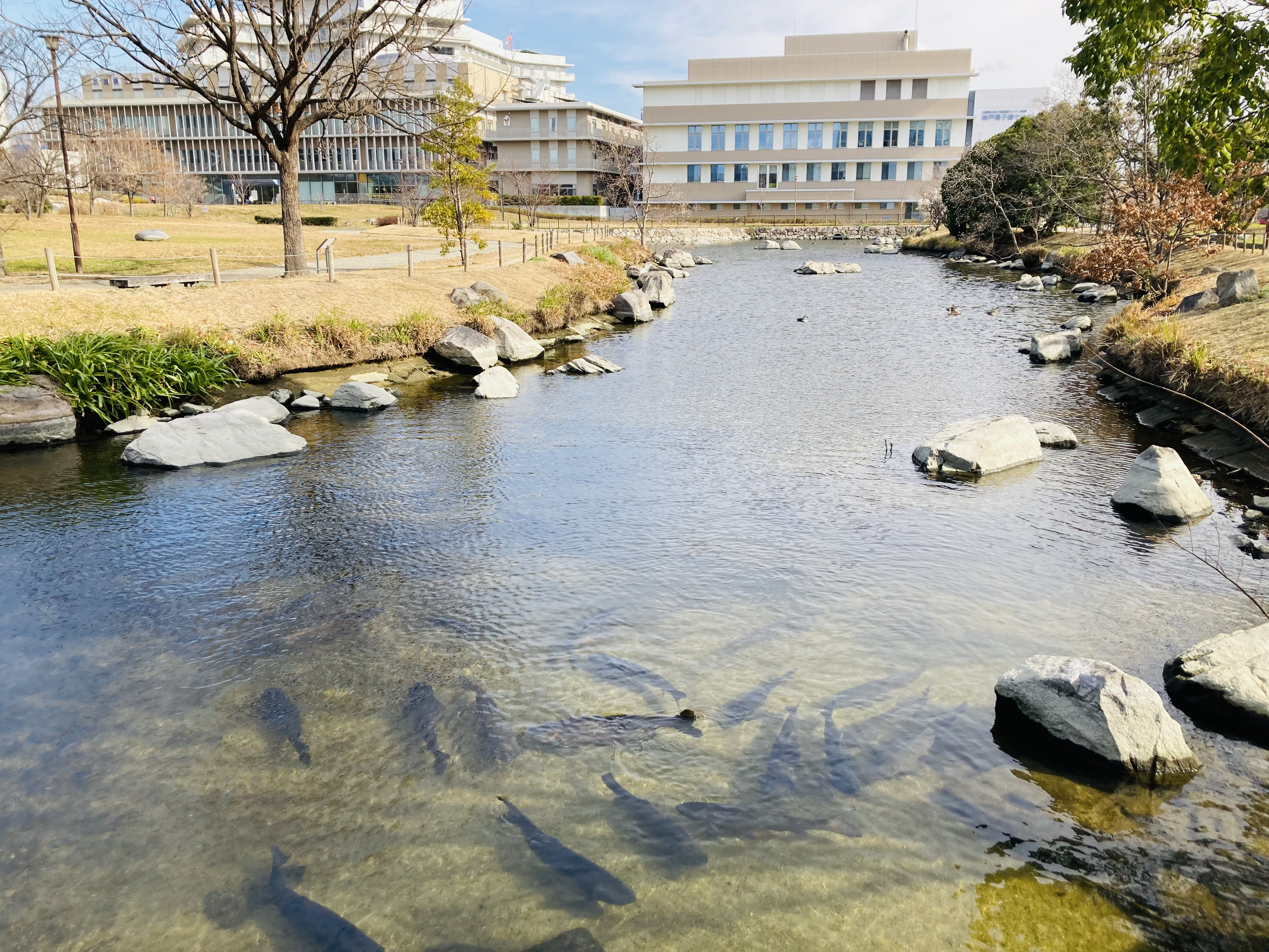 ポートアイランド南公園の画像