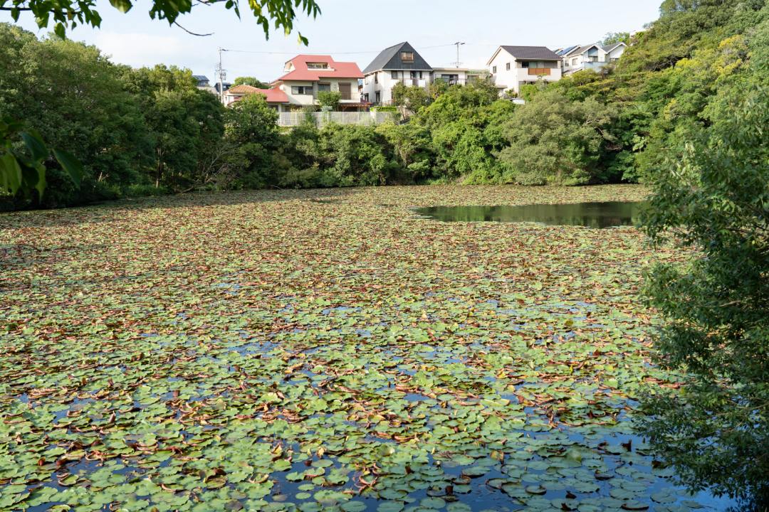 松が池公園の画像