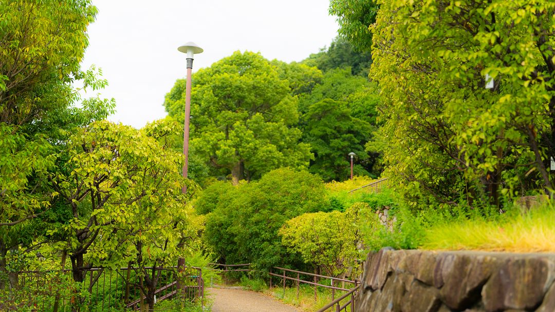 岡本公園（岡本梅林）の画像