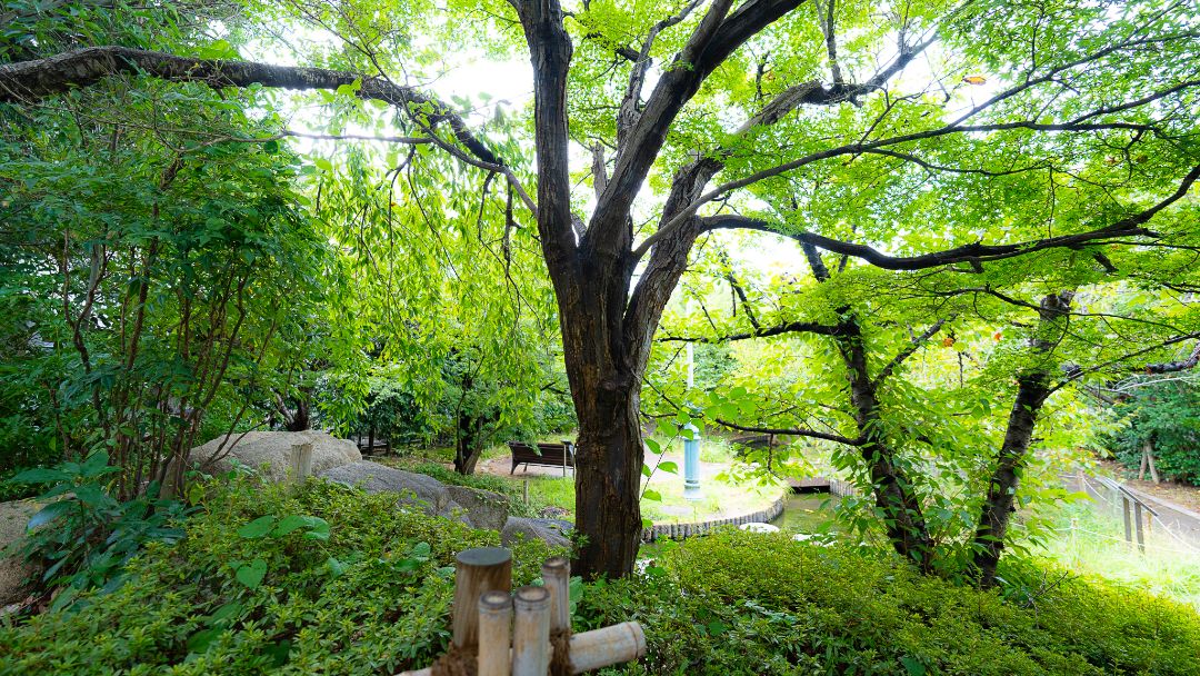 岡本南公園（桜守公園）の画像