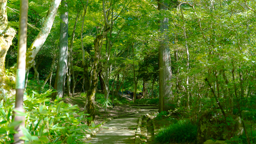 瑞宝寺公園の画像