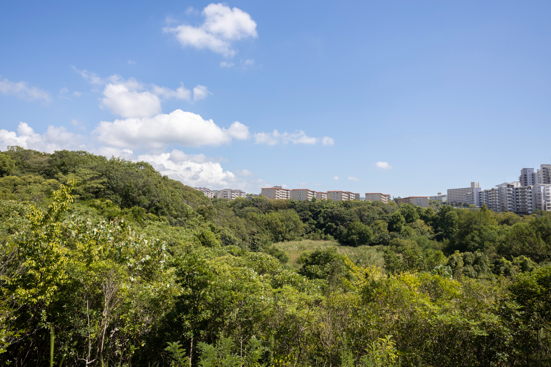 落合中央公園の画像