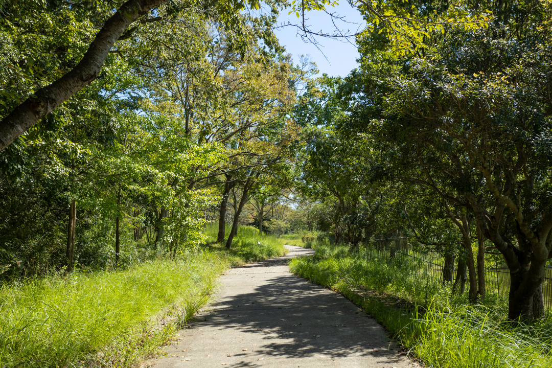 土池公園の画像